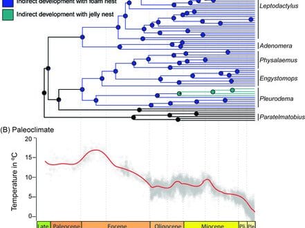 Figure1 Leptodactylidae Paleoclimate 1