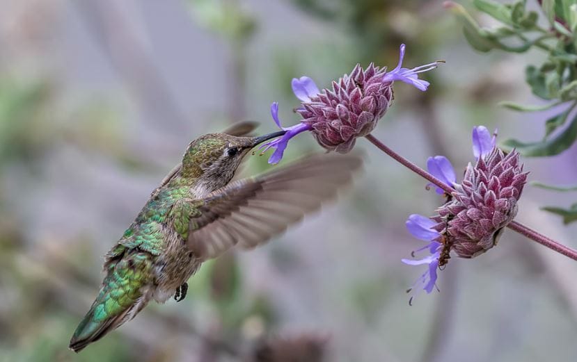 Ongoing research projects 1 hummingbird