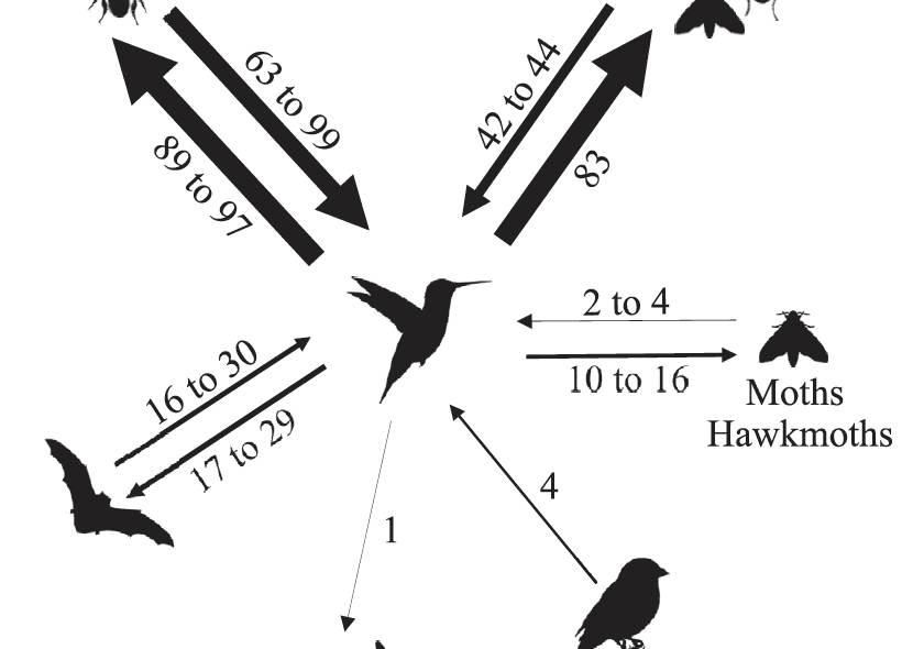 Macroevolution of the plant–hummingbird pollination system