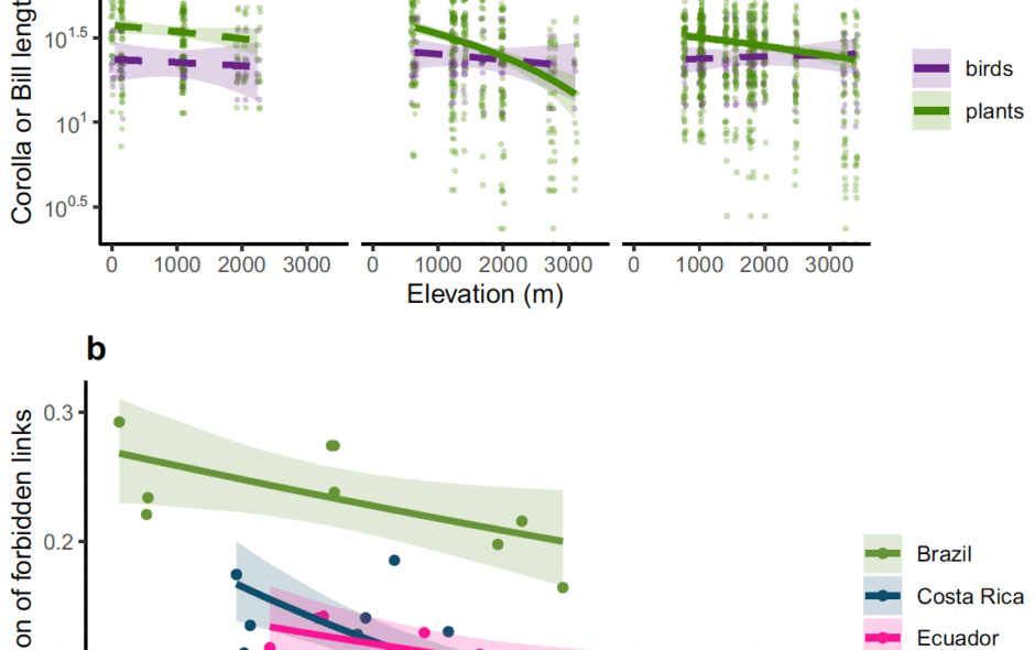 A Probabilistic View of Forbidden Links: Their Prevalence and Their Consequences for the Robustness of Plant–Hummingbird Communities