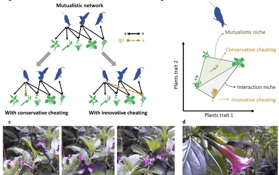 When cheating turns into a stabilizing mechanism of plant–pollinator communities