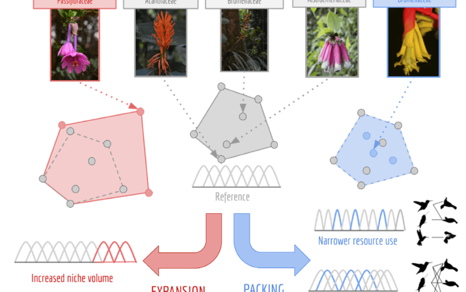 Niche packing, but not niche expansion, explains the co-occurrence of hummingbirds-visited plants